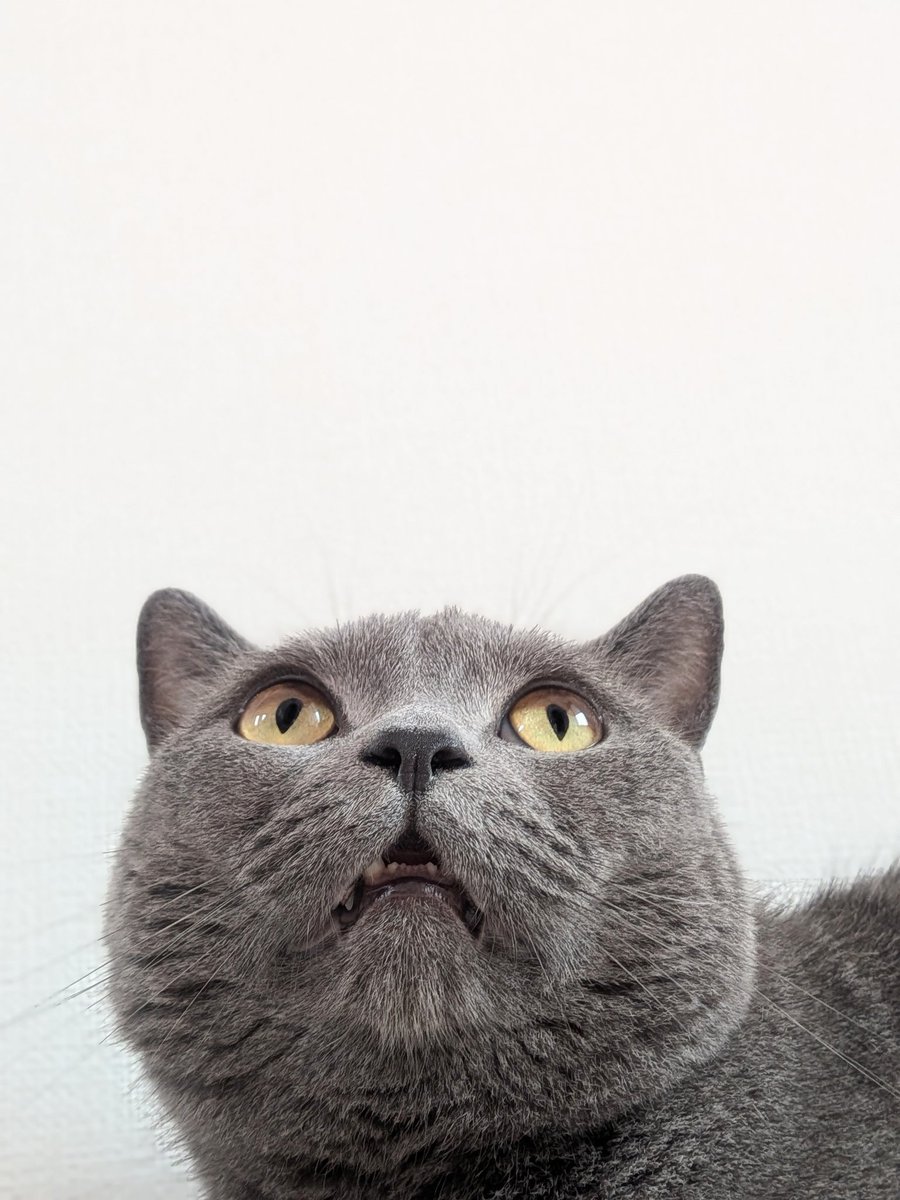 た ぬ を (@nekonotanukikun) / Posts / X