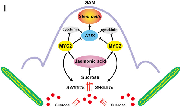 MPlantPCom's tweet photo. Sucrose and jasmonic acid positive feedback loop controls stem cell senescence in Arabidopsis #research #MolecularPlant https://t.co/Dm60gG4j6r https://t.co/tWEJgqx3Qd