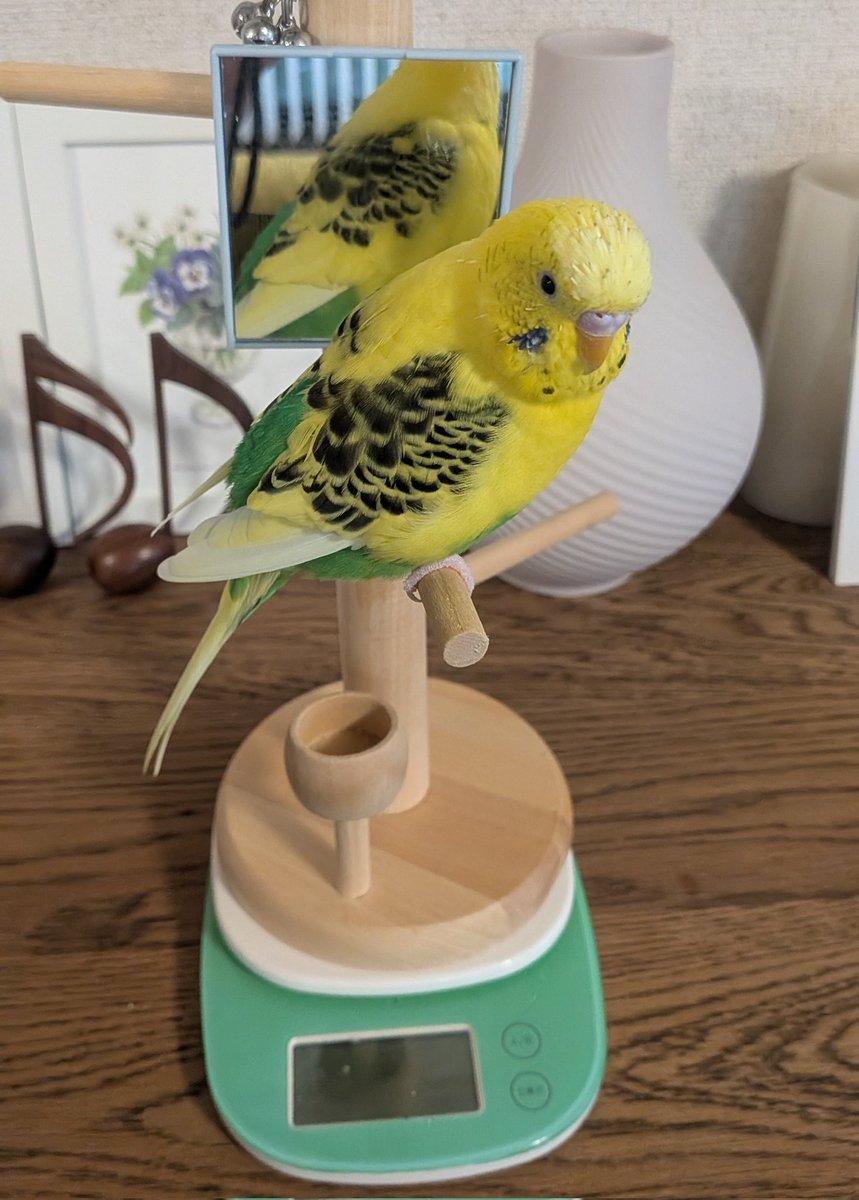 yamatonja's tweet photo. ポストしそびれてた‼️😱

おはインコ🐤🐤（笑）

体重は１週間前に戻りました
ヨカッタ☺️

#セキセイインコ https://t.co/l4agXqFq47