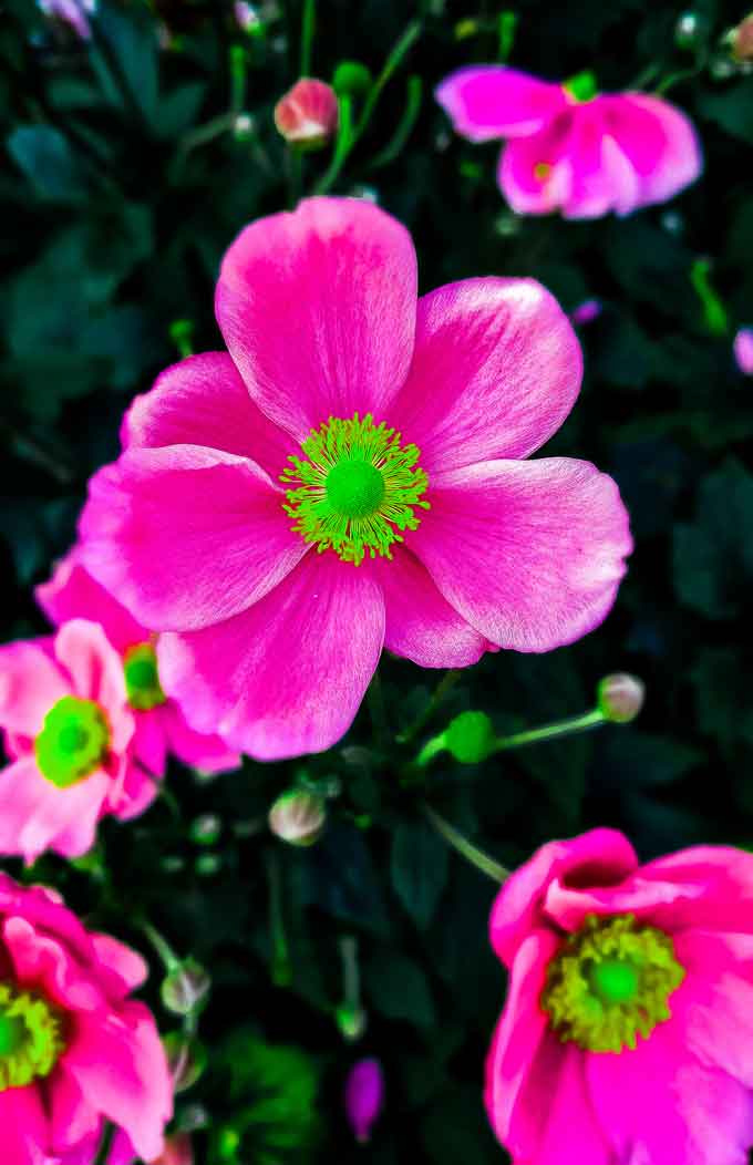 MatiolaScent's tweet photo. #FlowerPhotography
​#NaturePhotography
​#MacroPhotography
​#PinkFlowers
​#FloralFriday
​#InBloom
no ai, my 📷 + 🖌️ https://t.co/2mUc8iG10S