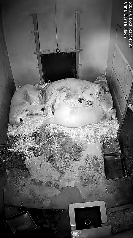 moriokazoo's tweet photo. 【寝相シリーズ】
①キャフの足！
②キャフが幼い
③キャフが枕に
④みんなの中心
※子どもたちの成長に伴う排泄量の増加と気温上昇に伴い、現在は寝室内の清潔を保つために（大変お世話になった）敷き藁は撤去しています。それでも母子は仲良く眠っていますのでご安心ください。
＃ピューマ一家 https://t.co/dM3EN0nITS