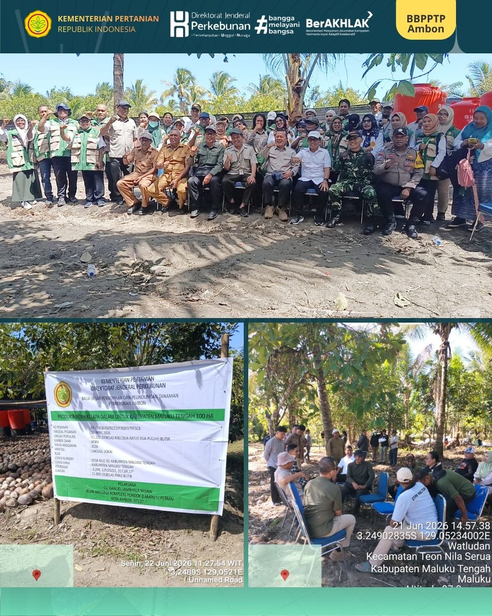 BbpptpAmbon's tweet photo. BBPPTP Ambon bersama Direktur Kelapa Sawit dan Aneka Palma bersinergi memverifikasi benih kelapa bersertifikat dan mengunci data CPCL Maluku Tengah demi menjamin pasokan bahan baku berkualitas pabrik skala besar. #BBPPTPAmbon #Ditjenbun #KementerianPertanian #HilirisasiPerkebunan https://t.co/0PGPyzp9ty