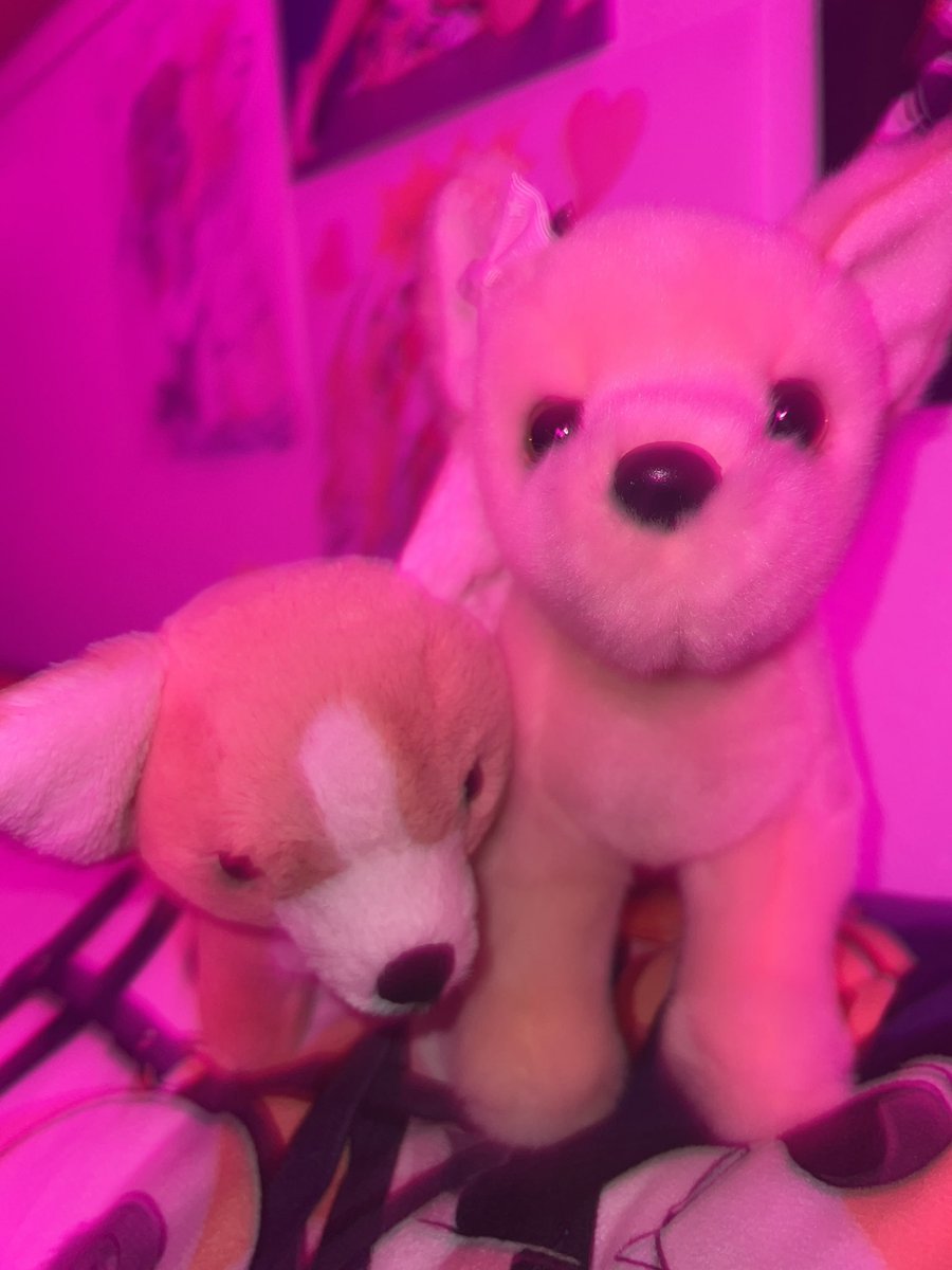 PuffballPup's tweet photo. Chihuahua girlfriends,,,

#abdl #littlefur #abdlprincess #bimbobab https://t.co/dpgNWOTrFe