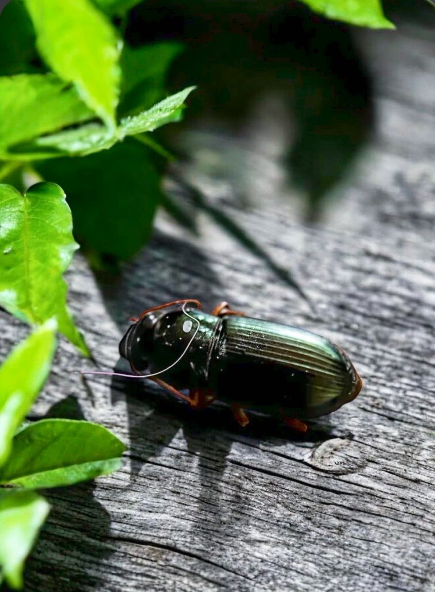 Lolo_Cg_photos's tweet photo. This morning, my coffee guest was an ultra-chic ground beetle 🪲☕
He left without paying the bill, but I forgive him—he's just too beautiful! ✨#photography #fridaymorning #GardenInsects #NatureVibes #GreenPlant https://t.co/UiKyVg65YD