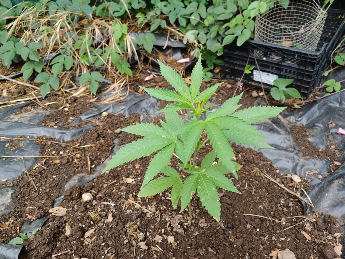 Oracle_Seeds's tweet photo. 🇺🇸🌿 Zero Day | Autoflower

Final Testing Phase ☀️

The first 15 days were slower than expected, with very little visible growth. It simply needed more time to adapt to outdoor conditions.

Now everything has changed. 🚀

She's fully into the vegetative stage and growing with renewed vigor.

💚 Healthy green color.
🌱 Excellent overall appearance.
👀 We're looking forward to seeing how she develops over the coming weeks.

Breeding is all about patience, observation and selection. So far, this project is giving us plenty of reasons to stay optimistic. 🔥🧬

🇪🇸🌿 Zero Day | Autofloreciente

Fase final de test ☀️

Los primeros 15 días fueron más lentos de lo esperado y apenas mostró crecimiento. Simplemente necesitó más tiempo para adaptarse a las condiciones del cultivo en exterior.

Ahora todo ha cambiado. 🚀

Ha entrado de lleno en fase vegetativa y ya está creciendo con fuerza.

💚 Excelente color de hojas.
🌱 Muy buen aspecto general.
👀 Tenemos muchas ganas de ver cómo evoluciona durante las próximas semanas.

El breeding también consiste en tener paciencia, observar y seleccionar. De momento, este trabajo nos está dando muy buenas sensaciones. 🔥🧬

#OracleSeeds #SeedBank #CannabisSeeds #MutantCannabis #CannabisCommunity #Autocultivo #Mmemberville