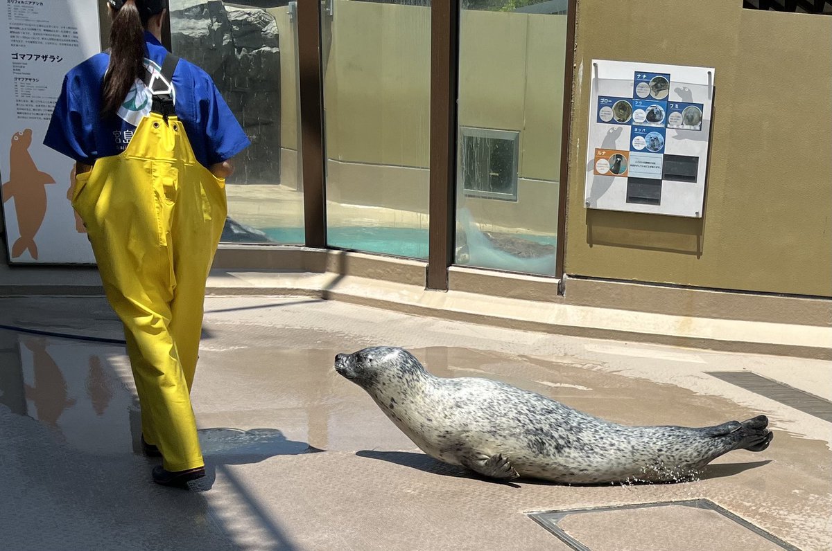 ichi_usa's tweet photo. 宮島水族館は平日11時20分からアザラシちゃんに触れるよ。 https://t.co/a8XxYVA3ri