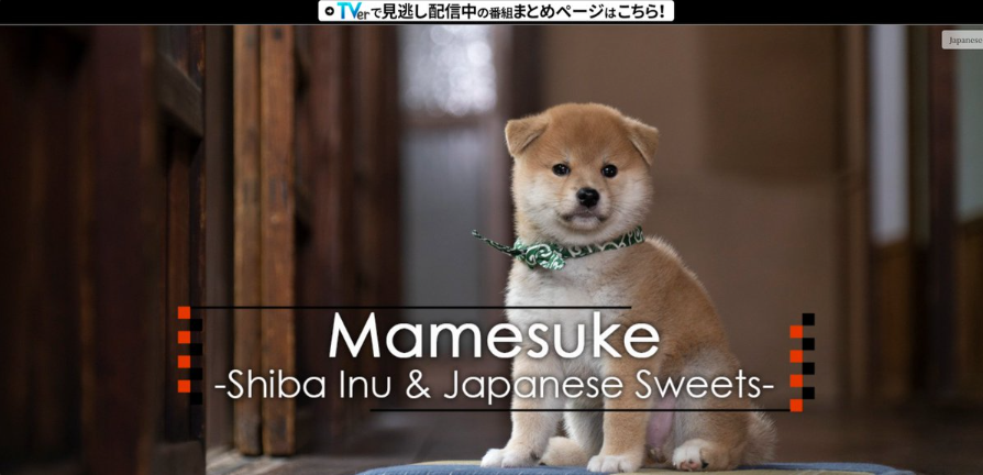TheAuraBird's tweet photo. Mamesuke まめすけ
Jotchua is an old meme that has already runned many times

Mamesuke is a shiba from japan going massively viral and getting millions of views.

They even made a Tv show exclusively for him

source:https://t.co/o9YV6V9INA

something fresh for USDC https://t.co/QLKgcSdCXo