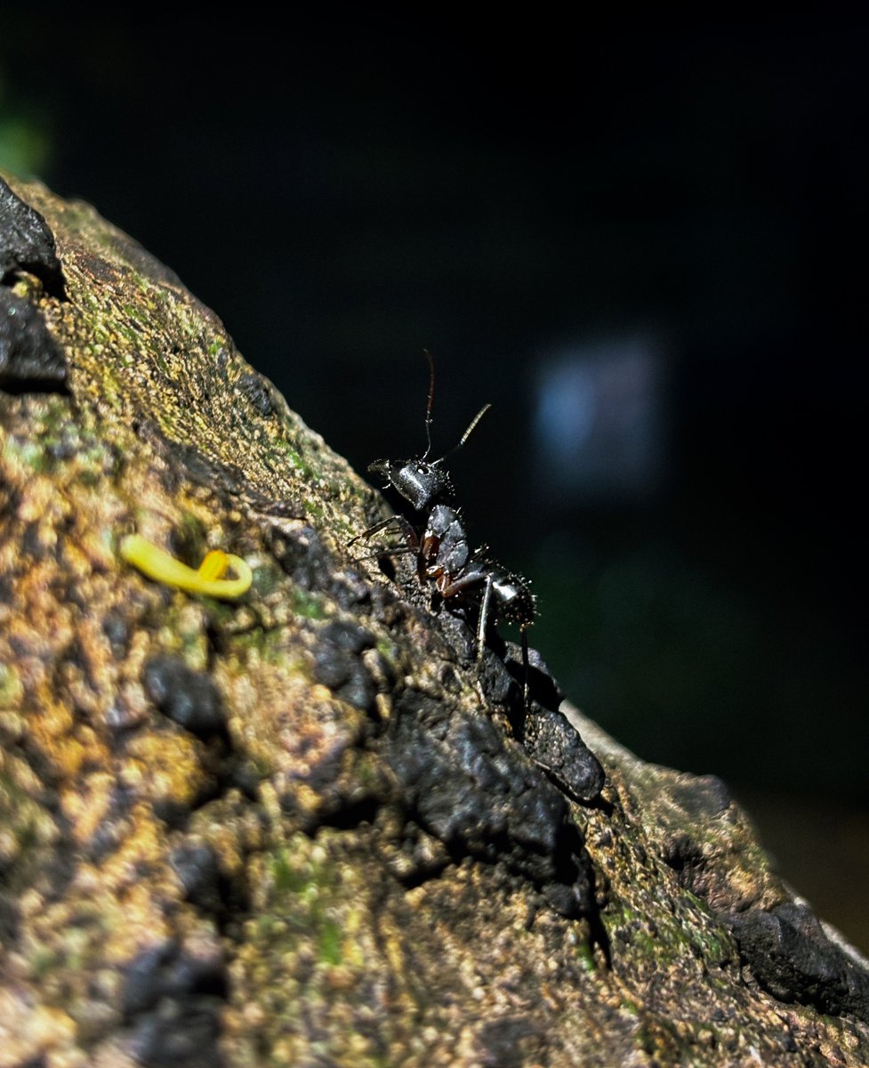 Vitsuyaa's tweet photo. Macro  Photography of a Black Ant Climbing Tree Bark. A solitary black insect  crawls upward in this high-resolution macro shot. The dark, moody  atmosphere and crisp focus on the ant make this ideal for illustrating  themes of perseverance, nature, and entomology. #photo #ant https://t.co/UpnIYSbqSl
