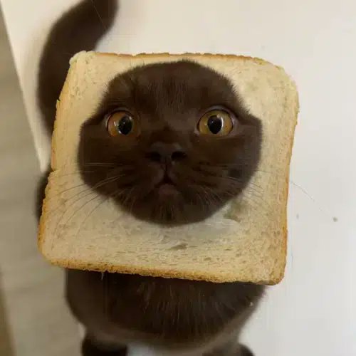 ChonkyAnimals_'s tweet photo. I just found the next animal runner 

catinbread
louis

Market is dead so send this bread, cat in bread this time
just a simple animal runner that is going viral on tiktok

 over 2 mill views and 300k likes in the last few days 

https://t.co/q1TWKvVxgn https://t.co/59a3yz3dXb