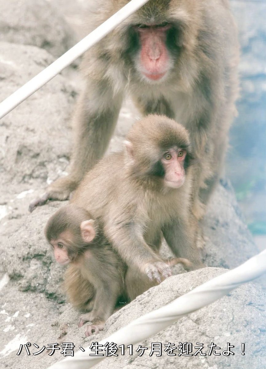 New1Restart's tweet photo. @ichikawa_zoo 今日の地震、皆さんのご無事を祈ります。💦

飼育員さんたちに大切に育てられている🍎パンチ君🍎、今日で生後11ヶ月おめでとう🎉
本当に大きく成長しましたね🥺❤️
お手伝いの毛づくろいも、進度20%くらい（笑）になってて偉すぎます！
いつも癒やしをありがとうございます、これからも応援しています。 https://t.co/wyv18YEZDX