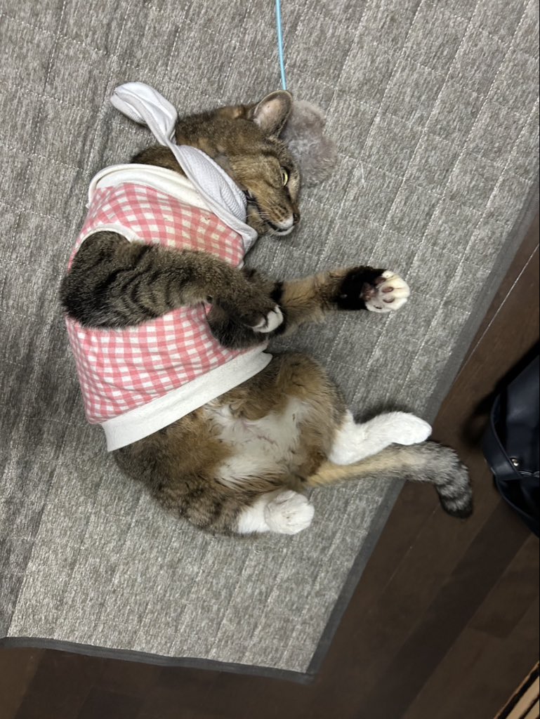 komu___0508's tweet photo. ローリングむーちゃん　お腹白い！ https://t.co/tQOAmlPxFA