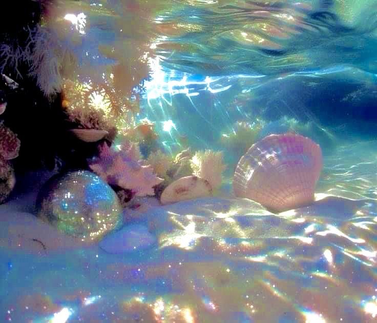 🐚petal tweet media