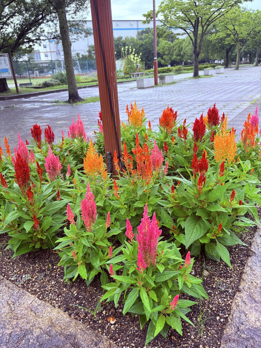 TnovT's tweet photo. 荒子川公園に咲くアナベルのそばではアガパンサスやケイトウの花も咲いていて、更にエキナセアやクロガネモチの花には土砂降りの雨の中でもモンシロチョウが花の蜜を吸いにやって来ていましたよ〜👋 https://t.co/vxrGCzgPnW