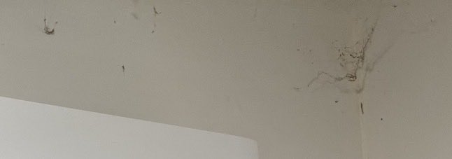 cryptaxpt's tweet photo. @pudgenet Atleast my Europoor dog would sleep in a clean garage… https://t.co/uCV7BpcCvn