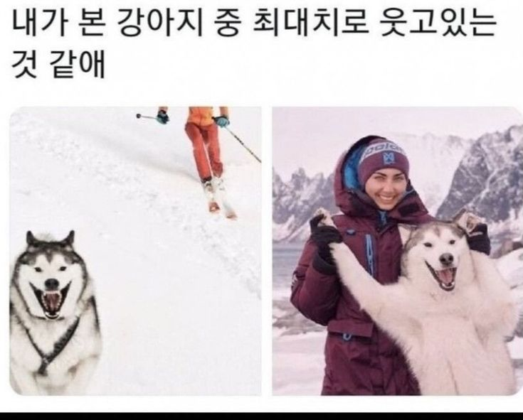 sattosi84's tweet photo. 웃상 강아지 https://t.co/heOF7GRcR7