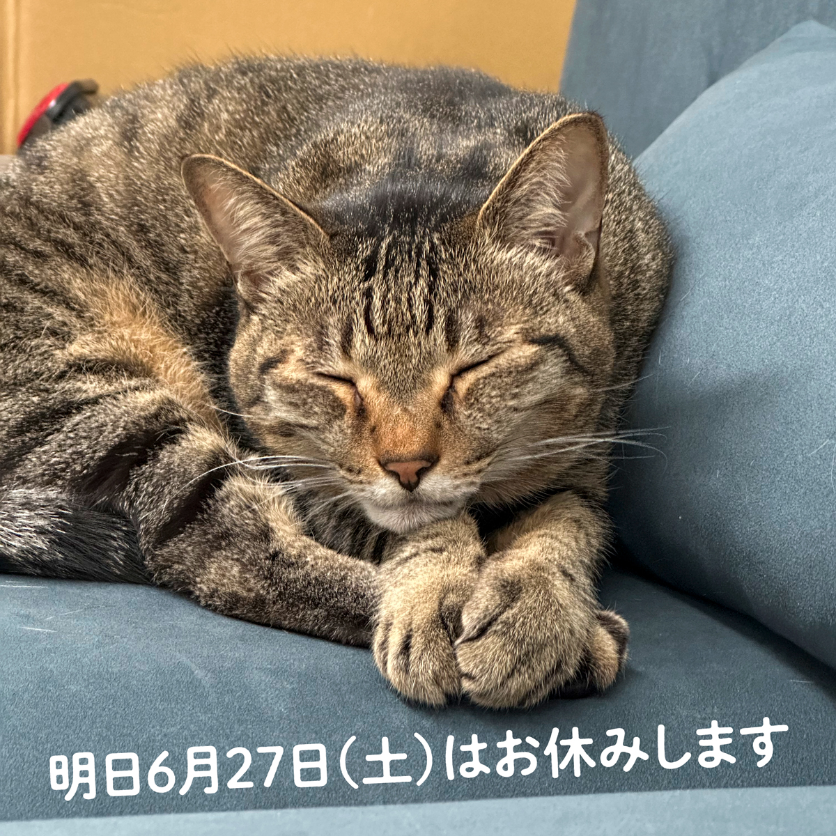 pricepackets's tweet photo. 明日6月27日（土）は
台風接近のため臨時休業させていただきます。
27（日）は通常通り営業予定です。
ご来店予定だったお客様申し訳ございません。
よろしくお願いいたします。 https://t.co/JWXDNcTpjo