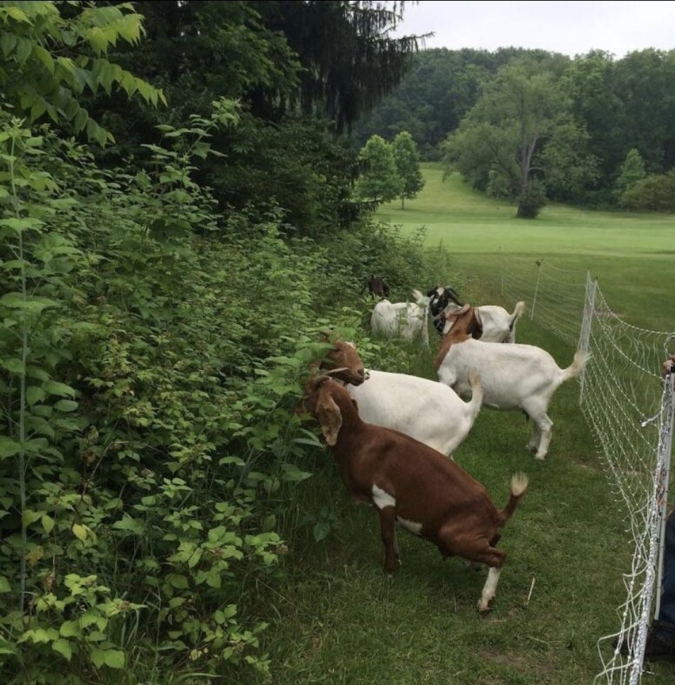 ChaseLooks's tweet photo. People hire goats to mow their lawns.

Not as a novelty.

As a business.

The goats clear steep hillsides, overgrown land and invasive weeds.

Some cities and utility companies hire them every year. https://t.co/njofLFEPCM