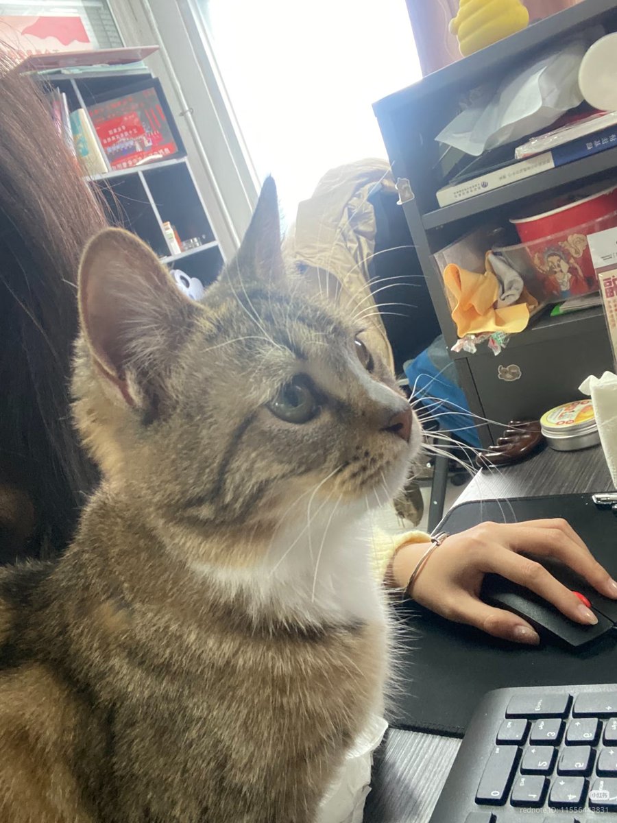 No Context Cats tweet media