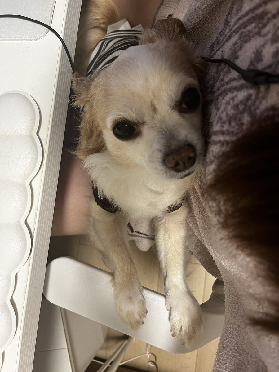 mitsuo___chan's tweet photo. いつかの配信中こてつ🐶
(みつお目線📷) https://t.co/VO1cchvjXS