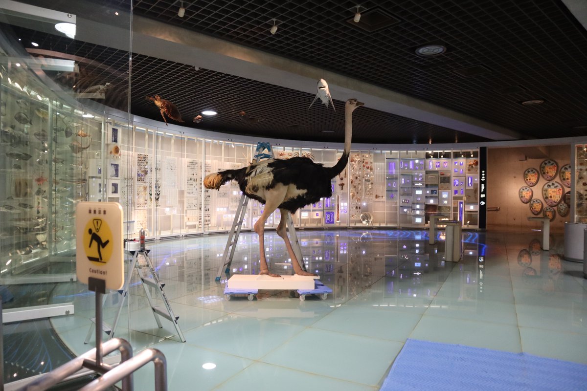 museum_kahaku's tweet photo. 🏛️#かはくの裏側 をご紹介🏛️

#国立科学博物館 上野本館では、害虫から展示物を守るために、くん蒸を行いました。

くん蒸中は、ガラスケースを開けたり、はく製を外に出したりと、普段とは展示室の様子が異なっています🫢

作業も無事に終わり、#かはく は明日から開館です！ぜひお越しください✨ https://t.co/3Duppz3482