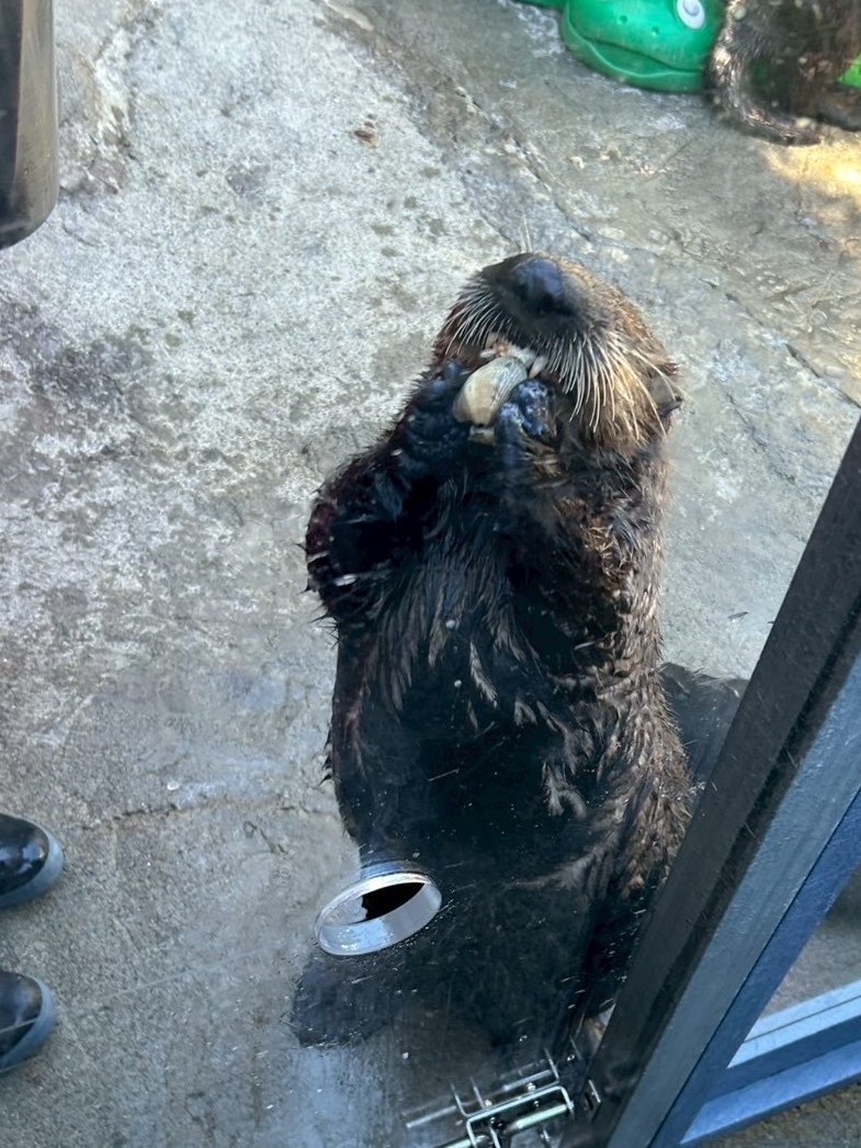 ika_seaotters's tweet photo. ルナちゃん https://t.co/JuY1OPs2kp