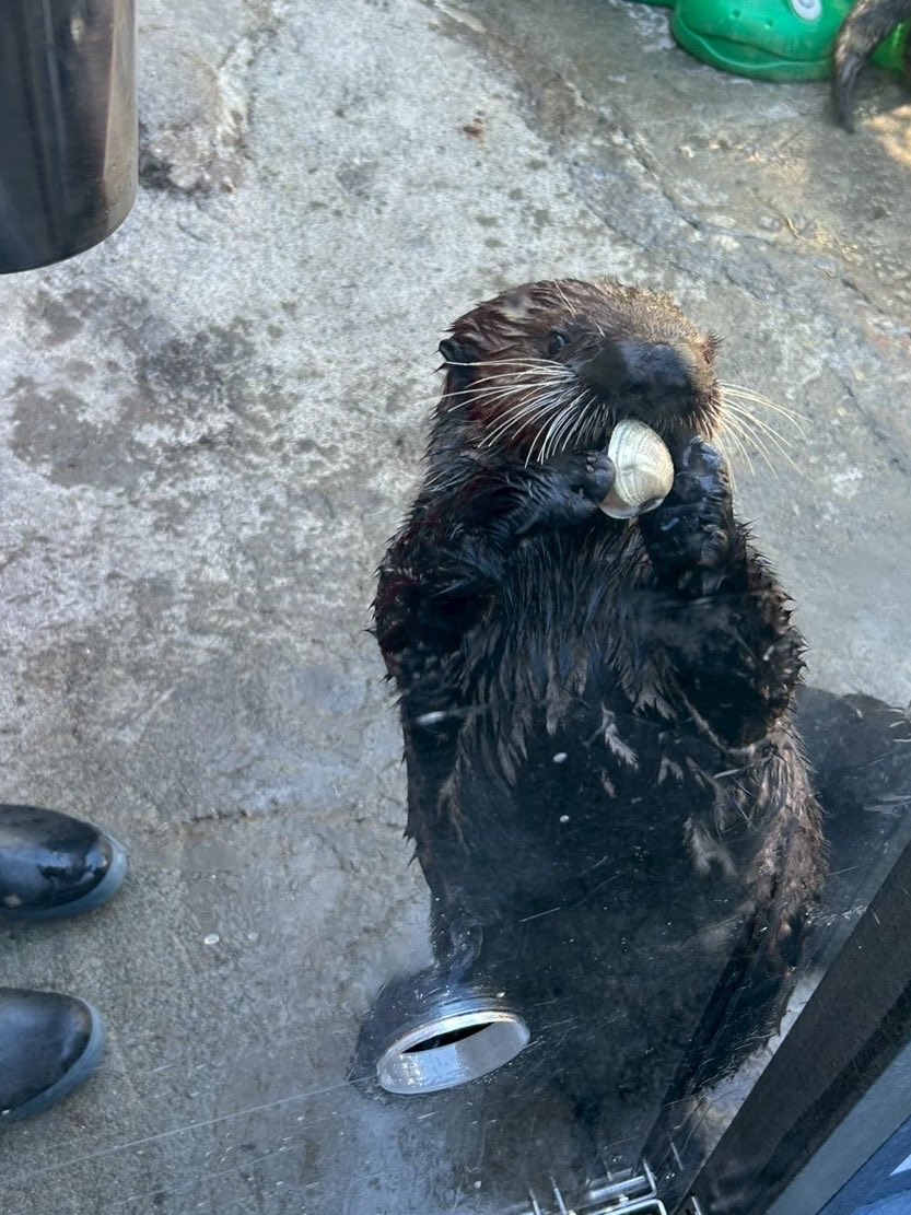 ika_seaotters's tweet photo. ルナちゃん https://t.co/JuY1OPs2kp