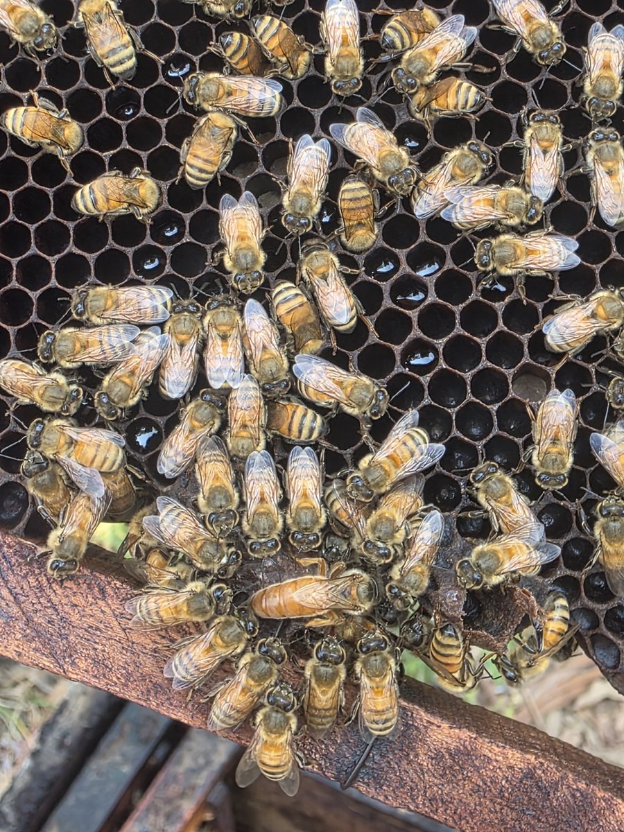 🍯FaBA🐝 फाबा tweet media