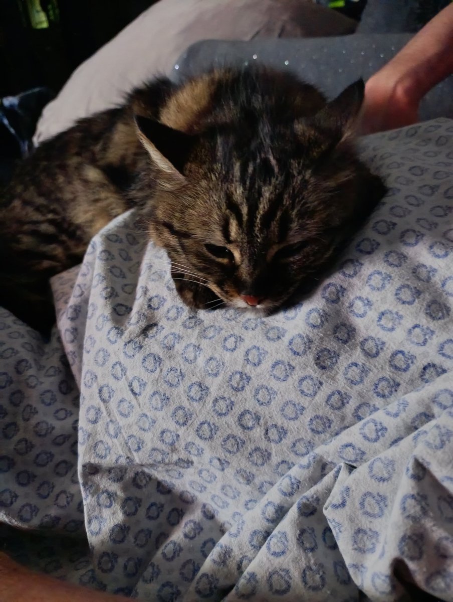 InsaneAsilum's tweet photo. Allora umano non mi interessa se ci sono 40°C tu ti copri con una coperta/lenzuolo che io devo sdraiarmi su di te 😸😼 (e mi ha pure sgridato perché non resto fermo immobile) https://t.co/ZCyYPZU0c5