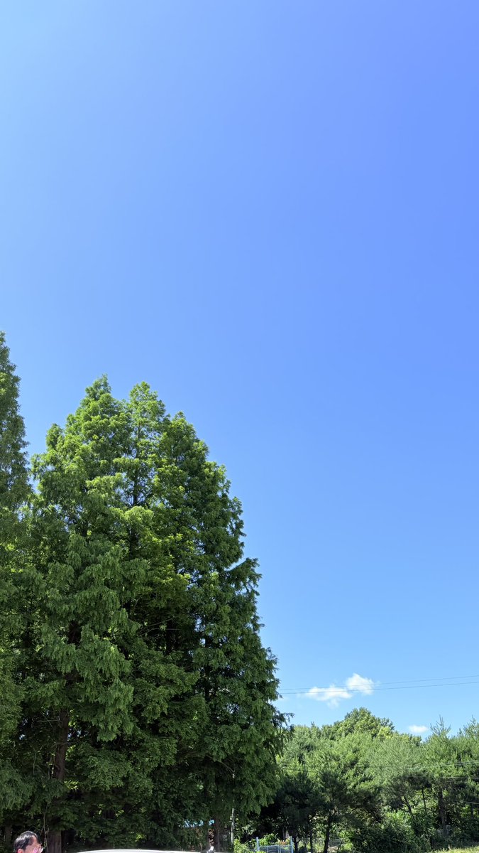 miyaaa_da's tweet photo. 오늘 날씨 진짜 좋아.ᐟ 🌳☁️ https://t.co/zrGhixLsi4
