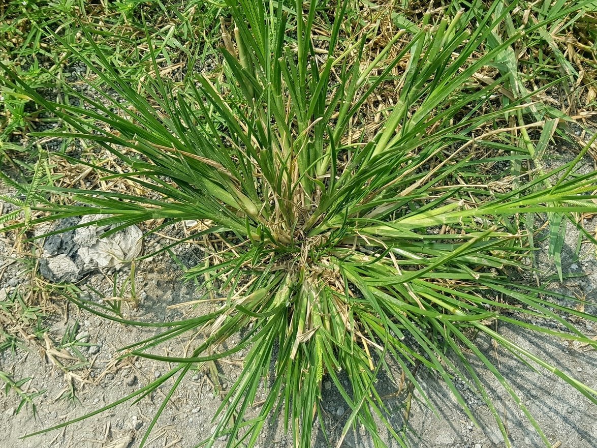 HerbalistHenry_'s tweet photo. ELEUSINE INDICA, THE INDIAN GOOSEGRASS  🌿

 TREATS / REVERSE ⬇️

 1. Hypertension
 2. Diabetes Mellitus
 3. Kidney Stones
 4. Urinary Tract Infections
 5. Ovarian Cysts
 6. Uterine Fibroids
 7. Polycystic Ovary Syndrome
 8. Female Infertility
 9. Dysmenorrhea
 10. Malaria
 11. Typhoid Fever
 12. Asthma
 13. Chronic Cough
 14. Jaundice
 15. Liver Disease
 16. Diarrhea
 17. Dysentery
 18. Gastroenteritis
 19. Hemorrhoids
 20. Edema
 21. Rheumatoid Arthritis
 22. Joint Pain
 23. Gout
 24. Epistaxis
 25. Hemoptysis
 26. Intestinal Parasites
 27. Peptic Ulcers
 28. Muscle Spasms
 29. Convulsions
 30. Epilepsy
 31. Fever
 32. Body Pain
 33. Oliguria
 34. Constipation
 35. Eczema
 36. Oxidative Stress
 37. Hyperlipidemia
 38. Sprains
 39. Alopecia
 40. Low Immunity

Preparation & Dosage ⬇️ 
Get   INDIAN GOOSEGRASS   in  Bulk,  wash / rinse  thoroughly & air-dry in a shade away from direct sunlight and blend bulk to POWDER when 100% dehydrated (Takes a week or Less)

After that, STEEP / SOAK  1  (ONE)  Tablespoon of  INDIAN GOOSEGRASS  Powder Inside half litre of boiled water, COVER  it and allow infuse for  10 - 15  minutes or until warm enough to drink. 
DO NOT COOK IT!
Filter / Sieve & drink whole liquid extract.
Do this once daily. 

You can take it for 14  - 28 days or more 
(till you get desired results) 

There are no negative side effects! 
⚠️ Do not take along with Pharmaceutical Medications 

For INJURIES &  SKIN CONDITIONS (EXTERNAL USE) -  Pound fresh leaves without water and apply liquid extract on skin 3 - 5  times daily  until results are achieved. 

KINDLY  REPOST / SHARE  &  Follow @HerbalistHenry_  on  X (Twitter)  🙏
