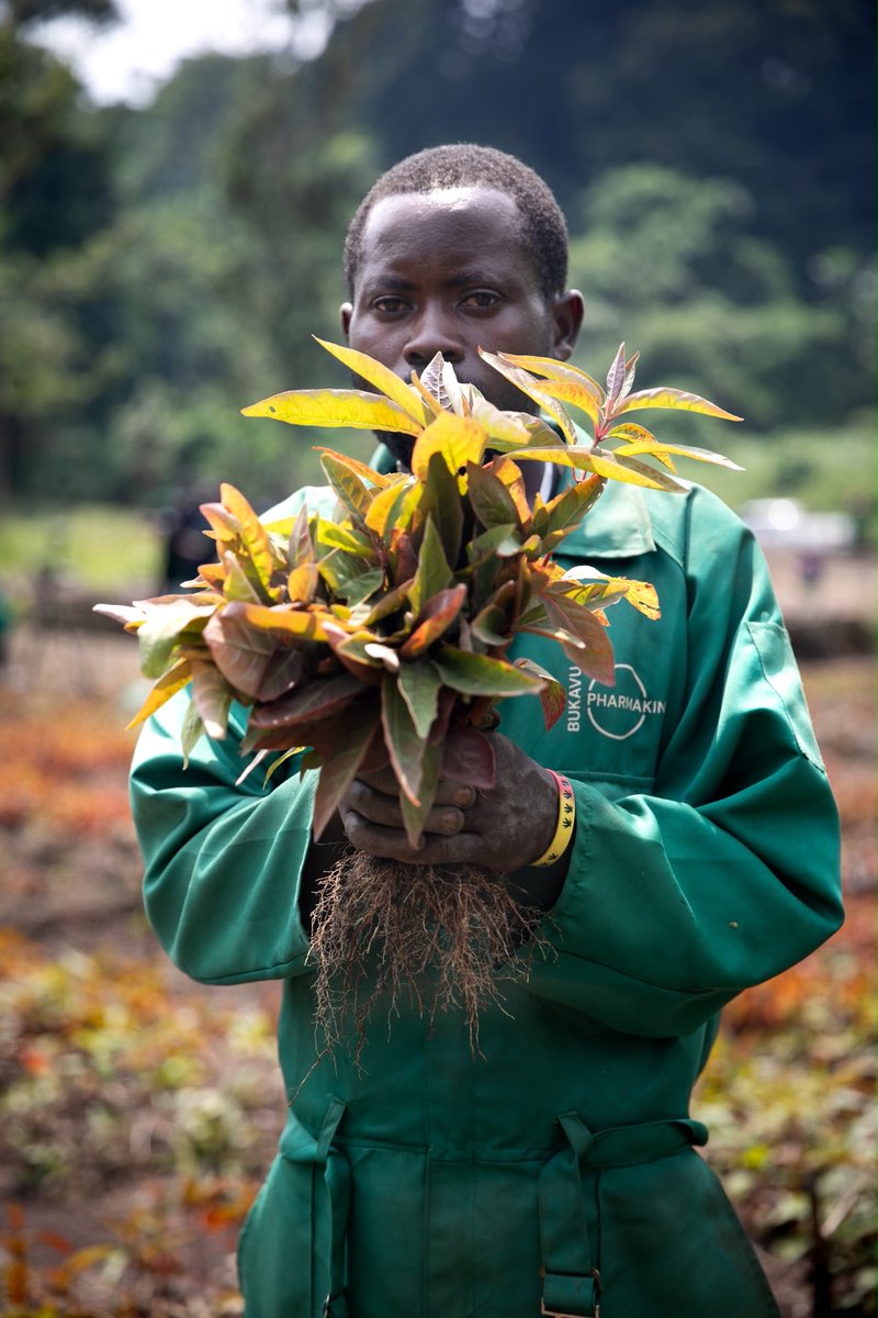AmbSuisseRDC's tweet photo. La🇨🇭s'associe à #Pharmakina pour soutenir une filière du quinquina plus #durable et #inclusive au Nord &amp; Sud-Kivu. Ce partenariat public-privé, bénéficiant à plus de 2'000 petits producteurs, dont 50% de #femmes, contribuera au #développement #économique local. #Suisse #solidaire https://t.co/ujkhhz6rdC