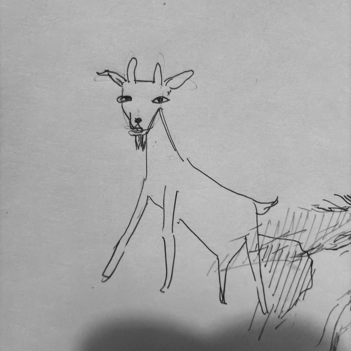 lily___ymd's tweet photo. お気に入りのヤギ
可愛いと思う🐐 https://t.co/FjeZvxNyYc