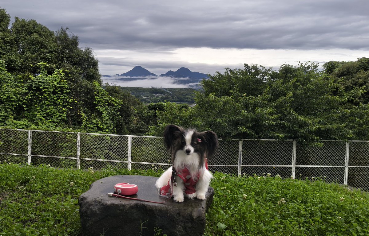 m2mama01's tweet photo. 負けられない戦いがここにある！
本日も☔と☔の間に朝さんぽ決行しました🐾
台風も近づいてますので、皆さまどうぞご安全に😌 https://t.co/LB11AXBiBy