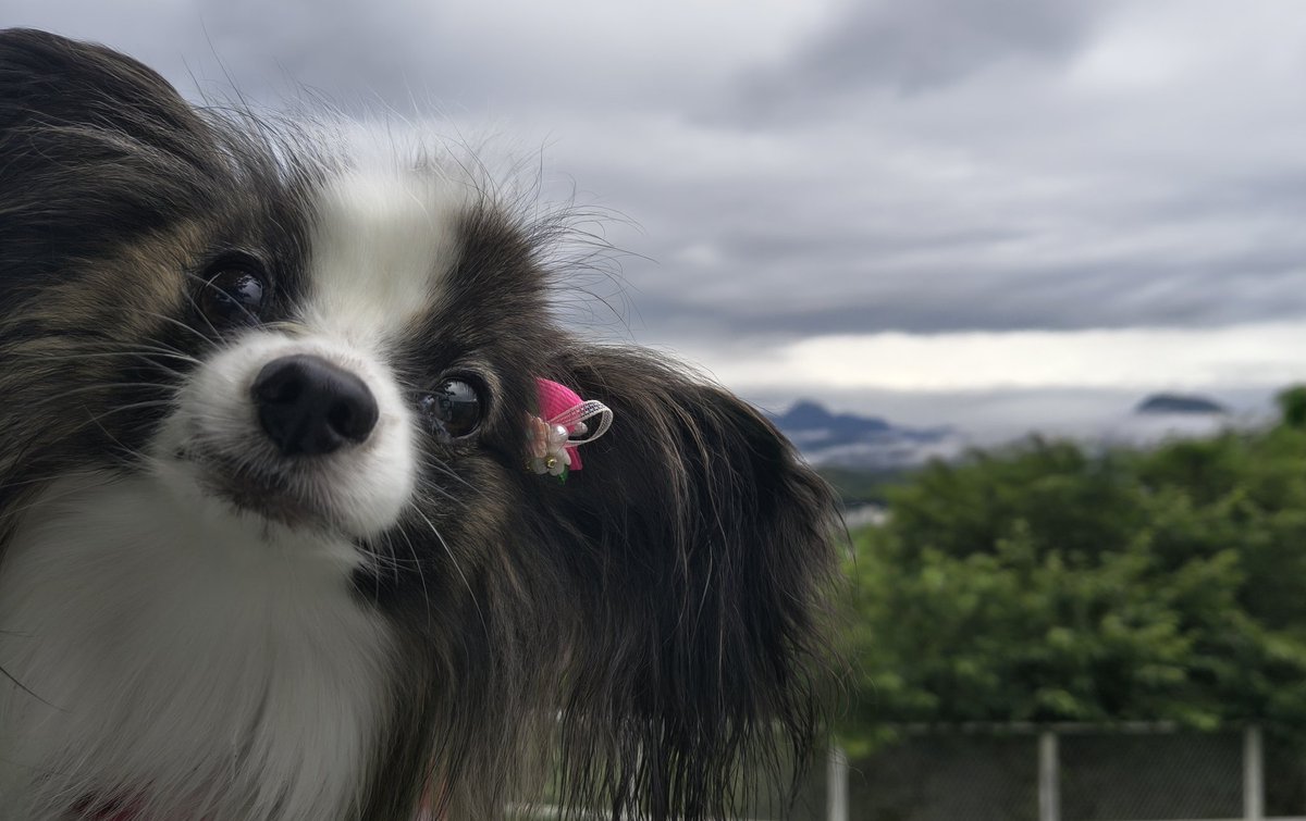 m2mama01's tweet photo. 負けられない戦いがここにある！
本日も☔と☔の間に朝さんぽ決行しました🐾
台風も近づいてますので、皆さまどうぞご安全に😌 https://t.co/LB11AXBiBy