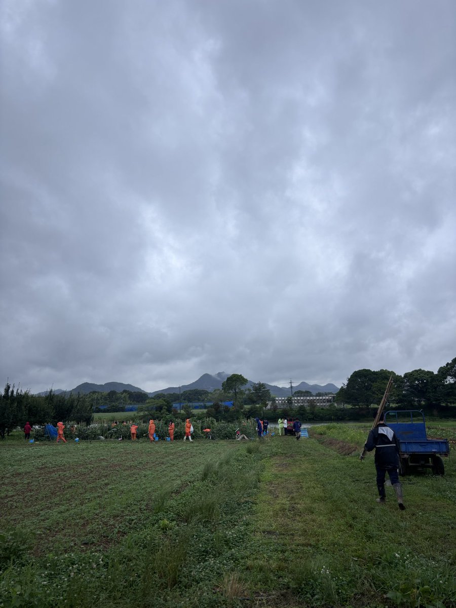 HarimaruNetwork's tweet photo. 今日の自主栽培実習は雨でしたが、幸い実習中は小降りで良かったです。ナスは豊作です。枝管理や肥培管理を上手く行って、あと1ヶ月上手く栽培して欲しいですね。
#はりまる普及担当の日常
#神戸大学 #食資源教育研究センター #自主栽培実習 #応用植物学コース１年 https://t.co/EIBPACDHUM