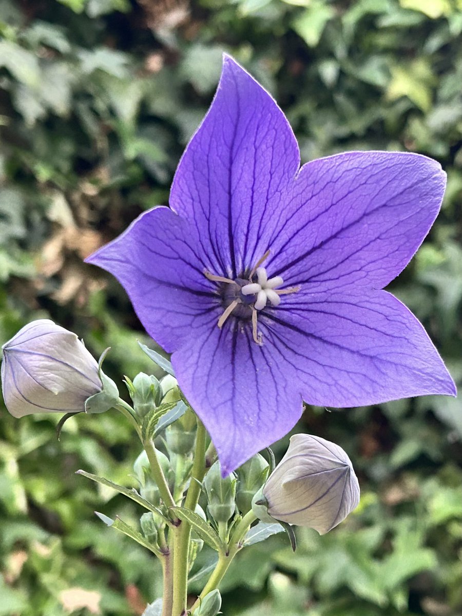 momo35peach's tweet photo. #キキョウ（桔梗、Balloon Flower）
秋の七草 桔梗が咲き始めました
折り紙で作ったバルーンのようなツボミと、一筆で書ける花弁（合弁花）と、濃い紫の花脈と、5裂の雌しべがチャームポイントです（欲張り😁） https://t.co/6nM8Gks4K6