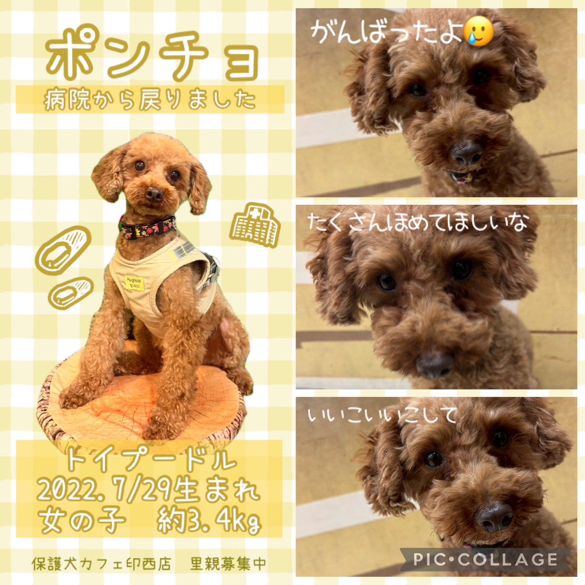 HOGOKEN_INZAI's tweet photo. .
🐾#里親募集中🐾
病院へおでかけしていたポンチョちゃん🏥
無事にカフェに戻ってきました🐶✨
ポンチョちゃん、おつかれさまでした😢

いつもはおてんばさんでワンプロや追いかけっこをしていますが、術後なのでふかふかのベッドでまったりおやすみしています☁️ https://t.co/J15G8ox7uy