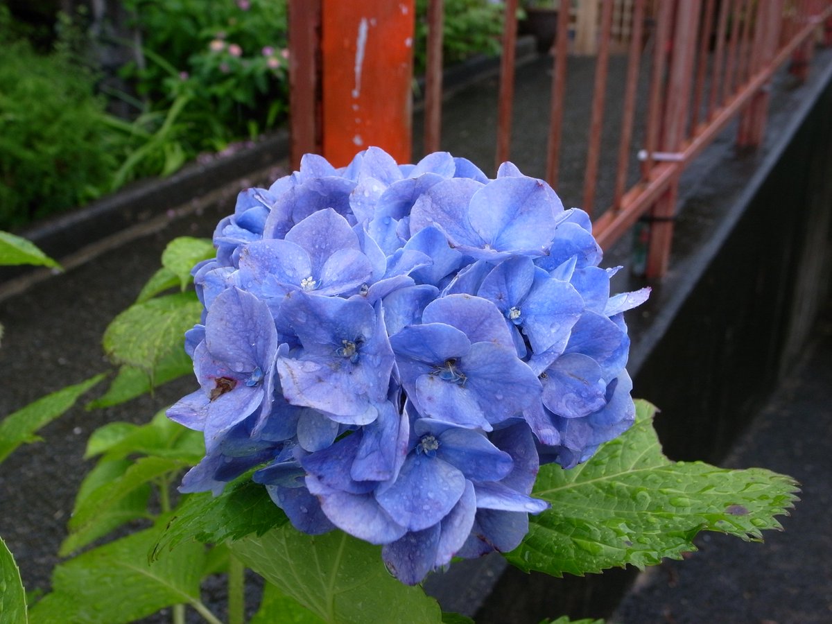 kuni_o_o_camera's tweet photo. 雨の中のアジサイ
紫陽花は色が違うのが楽しい

📷 RICOH GR DIGITAL Ⅱ
#GRDIGITAL  #RicohGRDigitalI
#花撮り人  #あじさい
#カメラのある日々  #オールドコンデジ https://t.co/rPGNOBBn3P