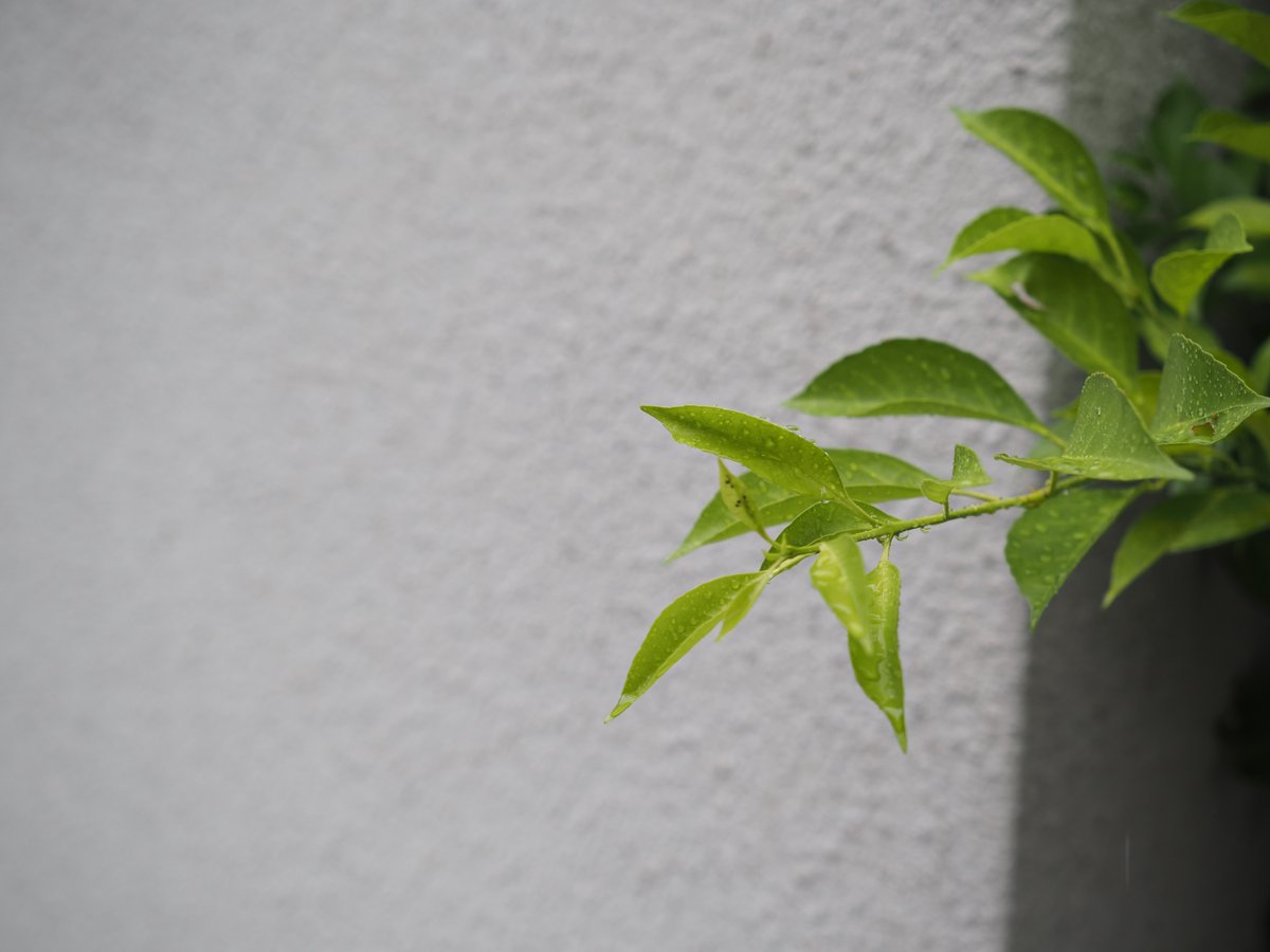 wAtr4Ay9CINRdSo's tweet photo. 雨でも晴れでもカメラを持って写真を撮るのが楽しいよって伝えたいそんなお年頃

📸 OM5 https://t.co/HMVmlpMt4r