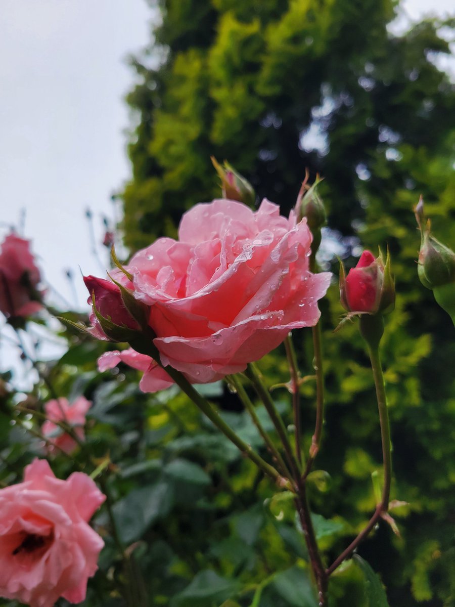FotJif's tweet photo. 四季の里の薔薇も見てきた
ちょうど雨上がりで綺麗だったな https://t.co/ET6pAckufp