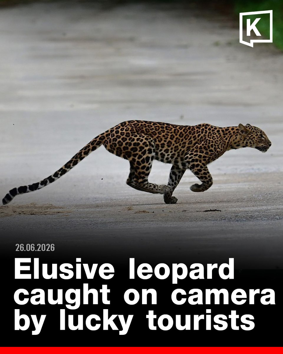 KhaosodEnglish's tweet photo. PETCHABURI — 26 June 2026, A tourist has captured a rare photograph of a large leopard leaping back into the forest at Kaeng Krachan National Park, with the image quickly going viral and drawing praise from wildlife enthusiasts online.

Kaeng Krachan National Park chief Mongkol Chaiphakdee shared the remarkable photo on 26 June 2026, saying it was taken by tourist Nui Piwpholaphon while travelling along the road leading to Pha Noen Thung, near Stream 1, inside the park.

According to Mongkol, park officials reported that the tourist spotted the protected wild cat at close range while driving through the area. The leopard appeared calm and showed no signs of panic despite the nearby vehicle before gracefully leaping over roadside bushes and disappearing back into the dense forest.

"The sighting of a leopard in this area is an important indicator of the rich biodiversity of Kaeng Krachan Forest," Mongkol said.

"Since the forest was designated a UNESCO World Heritage Site, wildlife has been appearing more frequently because the ecosystem remains healthy, with abundant food sources and minimal disturbance."

The park chief also reminded visitors to follow wildlife safety guidelines if they encounter a leopard or black panther.

Tourists are advised not to sound their horns, leave their vehicles, shout, open windows, or leave engines running. Instead, they should remain inside their vehicles and wait quietly until the animal moves away to ensure the safety of both people and wildlife.

Kaeng Krachan Forest is one of Thailand's most important habitats for leopards and black panthers. While park officials regularly record the animals using camera traps, sightings by visitors are uncommon.

Capturing a clear image of a leopard in mid-leap is considered especially rare, prompting widespread sharing of the photograph on social media and praise for park rangers' efforts to protect the country's largest national park and its wildlife.
