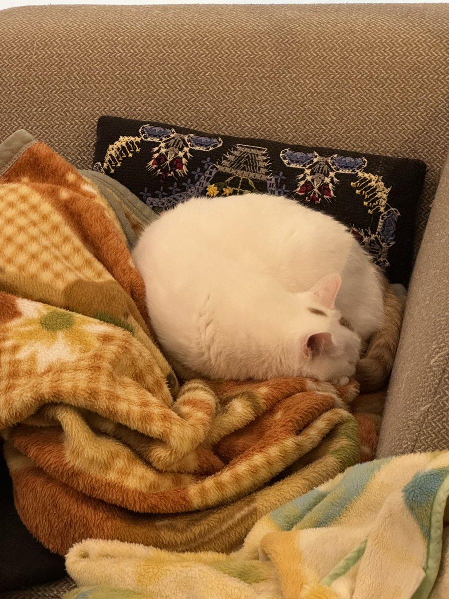 inobo's tweet photo. さっき仕込んだ肉じゃがで第2弾😊りお🐈‍⬛はぐっすり💤 https://t.co/o9ifabnkmB