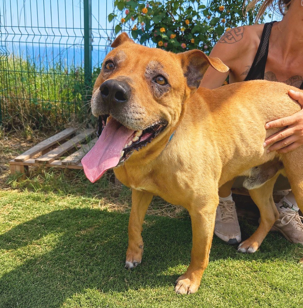 protemataro's tweet photo. En Canelo té 2 anys i 4 mesos i viu al refugi de Badalona. 💔 Va arribar el 26/05/2026 recollit a Santa Coloma de Gramenet, sense microxip. Encara es mostra prudent i necessita una família pacient. Forma part d’#ElsAnimalsQueNingúVol i #CanviaLaSevaHistòria https://t.co/ZmHQ9DHRRj
