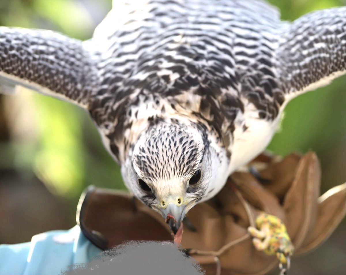 Gull_nest's tweet photo. お肉よこすパァ https://t.co/dI7hGFKqYM