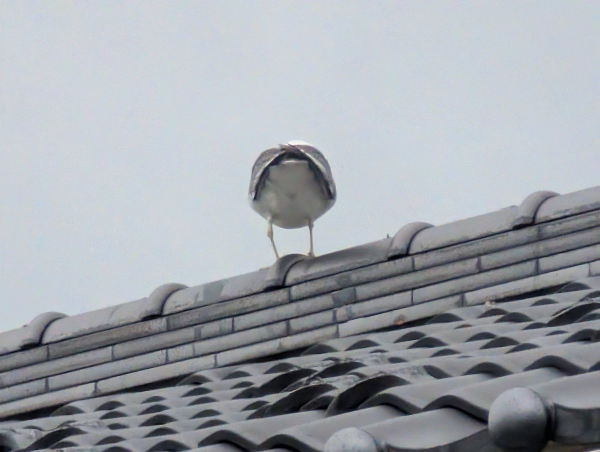 momonii_0202's tweet photo. 鳥のおしり写真です https://t.co/fMdK7D7TXR