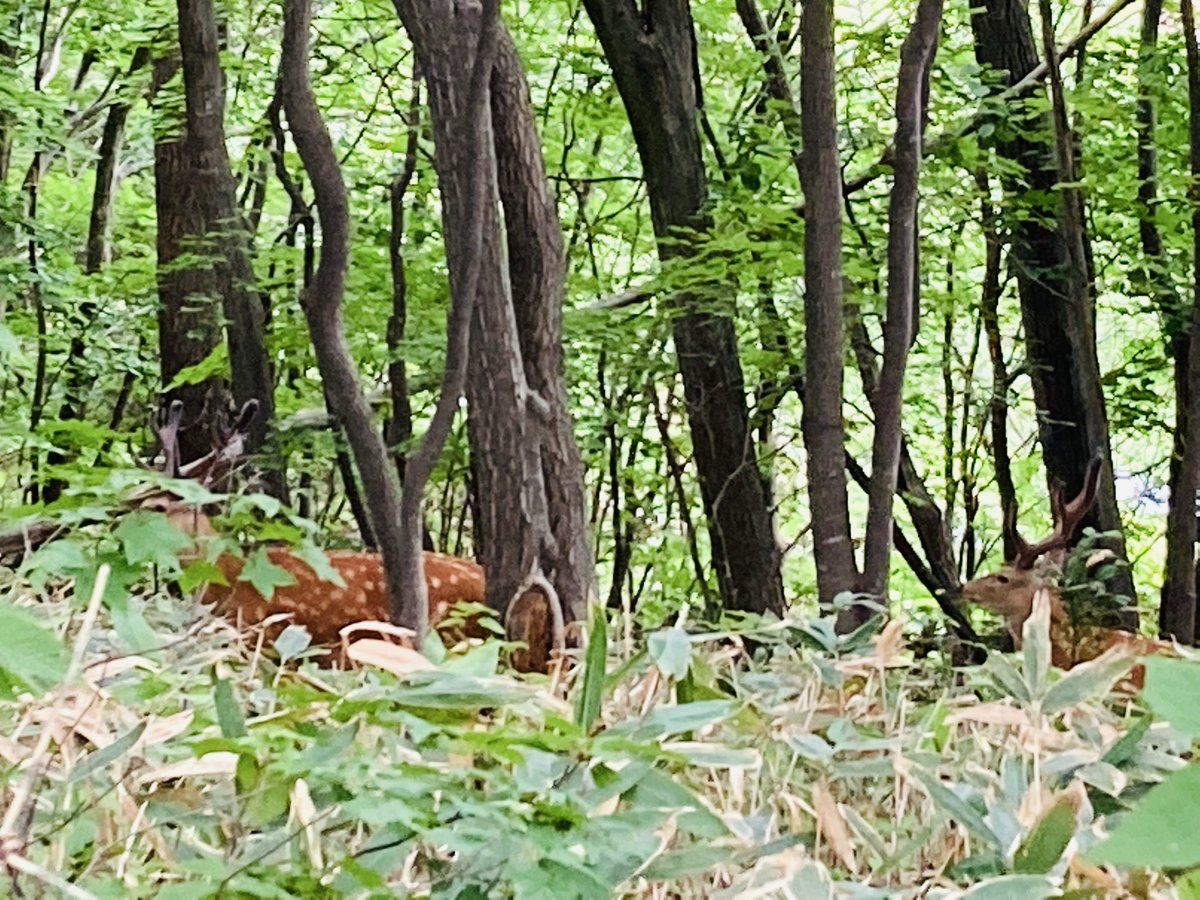 7uBJFEs7lJG1FLI's tweet photo. 散歩してたら隣歩いてたの🦌 https://t.co/hNhLiA2XHE