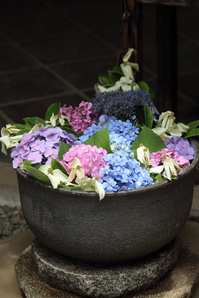 n_naga's tweet photo. つづき
①いつもの苔玉です。まだ小さな鳥さんがいますね～😊
②花手水が追加されてました。今は紫陽花ですね。
③🦢コハクチョウさんのパタパタ～💦
④🪷蓮の花が咲くようになりました。不忍池のみどころですね🤗。
上野動物園 https://t.co/wYovARXxjO