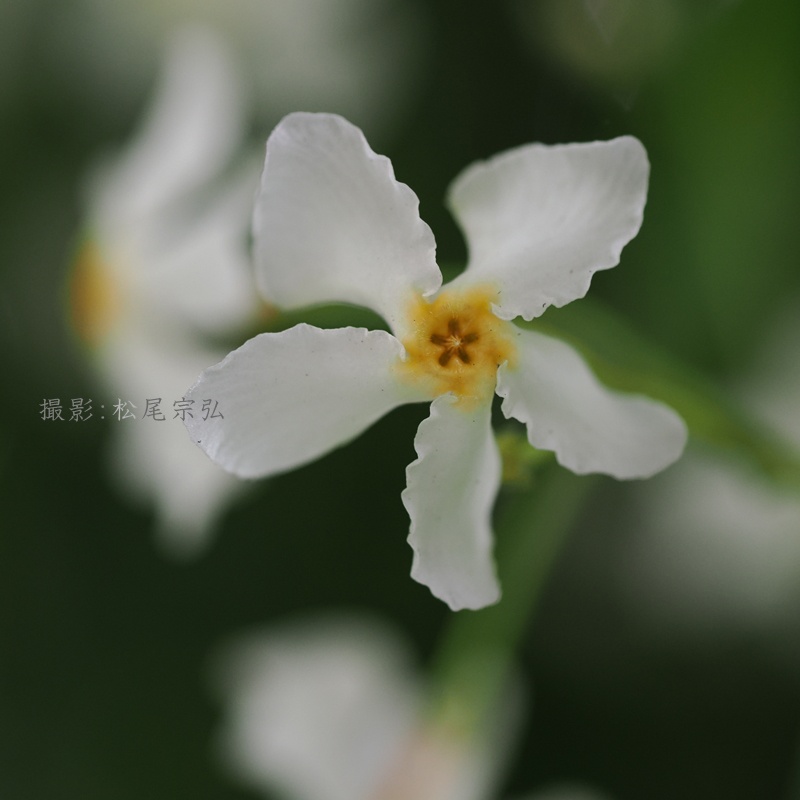 munehiro46's tweet photo. テイカカズラ
定家葛
Trachelospermum asiaticum
.
#テイカカズラ　#定家葛　#TrachelospermumAsiaticum　#キョウチクトウ科　#テイカカズラ属　#テイカカズラの花　#定家葛の花
.
2026-06-14 於松山市 https://t.co/EisqhXIzyH