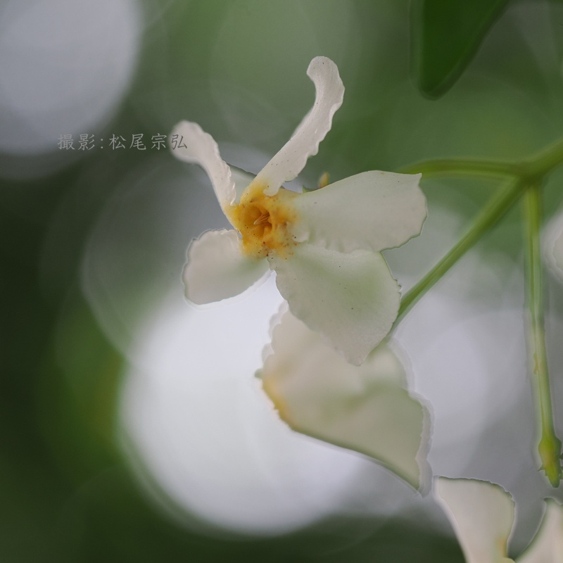 munehiro46's tweet photo. テイカカズラ
定家葛
Trachelospermum asiaticum
.
#テイカカズラ　#定家葛　#TrachelospermumAsiaticum　#キョウチクトウ科　#テイカカズラ属　#テイカカズラの花　#定家葛の花
.
2026-06-14 於松山市 https://t.co/EisqhXIzyH