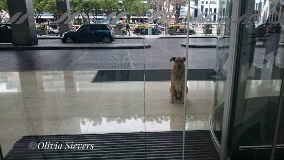 LunaGitana0333's tweet photo. Cada vez que yo aterrizaba en Buenos Aires, él aparecía.    
 Un perro callejero y dorado al que todos empezaron a llamar "Rubio".

Se sentaba afuera del hotel Hilton, movía la cola al verme y me acompañaba un rato.     
 Yo le daba comida y cariño, pero siempre tenía que volver a Alemania.    

Cuando me iba, desaparecía.     
 Cuando regresaba semanas o meses después, ahí estaba otra vez, como si supiera mis horarios.     
 Un día intenté ayudarlo llevándolo a un hogar temporal, pero se escapó.     

Caminó kilómetros hasta el hotel para esperar afuera, mirándome como antes.    
 Fue ahí cuando entendí que él me había elegido.

 Inicié los trámites y después de mucho papeleo, finalmente viajamos juntos.    
 Hoy Rubio vive conmigo en Alemania, se lleva bien con mis otros perros y disfruta de sus días entre juegos, camas suaves y paseos tranquilos.     
 A sus 13 años, sigue siendo feliz.    

Olivia Sievers, azafata alemana, sobre cómo Rubio llegó a cambiar su vida.   
 La primera imágen es de Rubio en situación de calle en 2016 , zona Puerto Madero, Laguna de los Coipos.